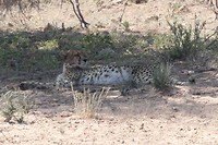 18. Kgalagadi NP