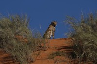 19. Kgalagadi NP