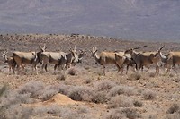 13. Tankwa Karoo NP