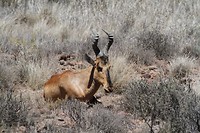 24. Karoo NP