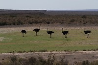 26. Karoo NP