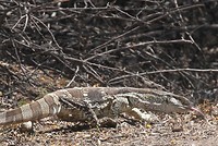 29. Karoo NP
