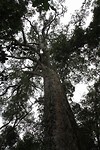 03. Big tree