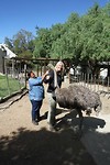 07. Oudtshoorn
