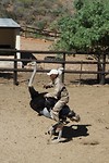 08. Oudtshoorn
