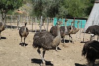 09. Oudtshoorn