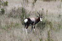 13. Bontebok NP