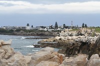 17. Hermanus