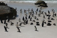 23. Simons town