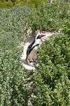 24. Simons town