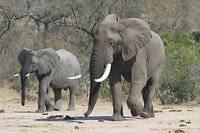 10. Kruger NP