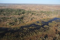 10. Maun