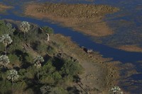 12. Maun