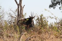 24. Chobe