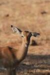 25. Chobe
