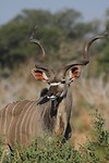 26. Chobe