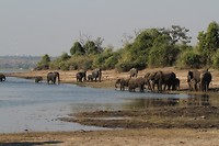 27. Chobe
