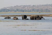 28. Chobe