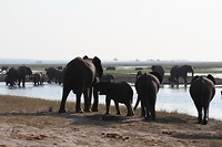 29. Chobe