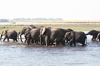 30. Chobe