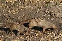 31. Chobe