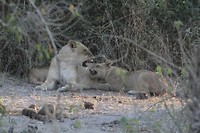 32. Chobe