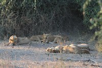 33. Chobe