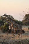 35. Chobe