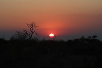 36. Chobe