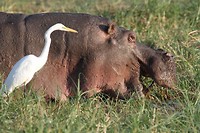 40. Chobe