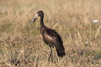 41. Chobe