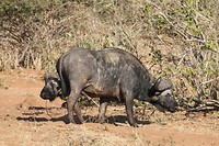 43. Chobe