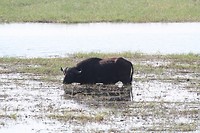 44. Chobe