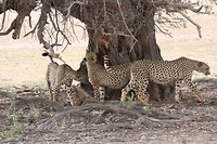 18. Kgalagadi