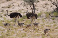 19. Kgalagadi