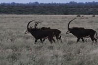 31. Mokale