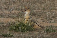08 Mabuasehube Kgalagadi tansfrontier NP