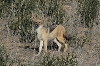 09 Mabuasehube Kgalagadi tansfrontier NP
