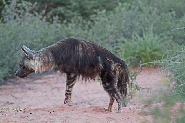10 Mabuasehube  Kgalagadi tansfrontier NP