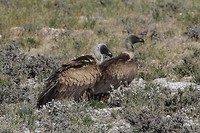 11 Mabuasehube Kgalagadi tansfrontier NP