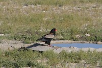 12 Mabuasehube Kgalagadi tansfrontier NP