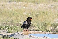 13 Mabuasehube Kgalagadi tansfrontier NP