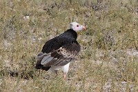 14 Mabuasehube Kgalagadi tansfrontier NP