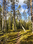 14. Oulanka NP