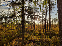 29. Patvinsuo NP
