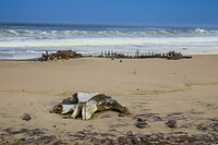 38. Skeleton Coast