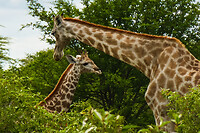 01. Etosha
