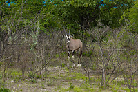 02. Etosha