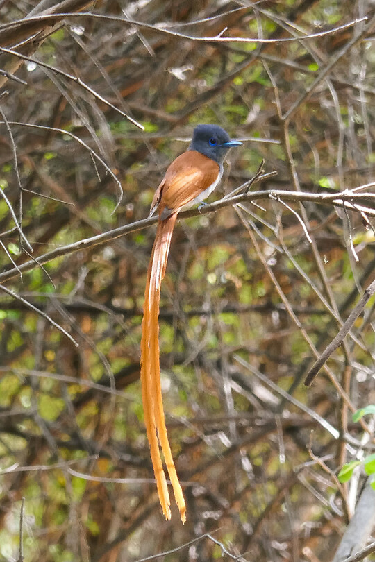 20. Nunda