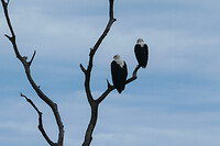 06. Chobe NP